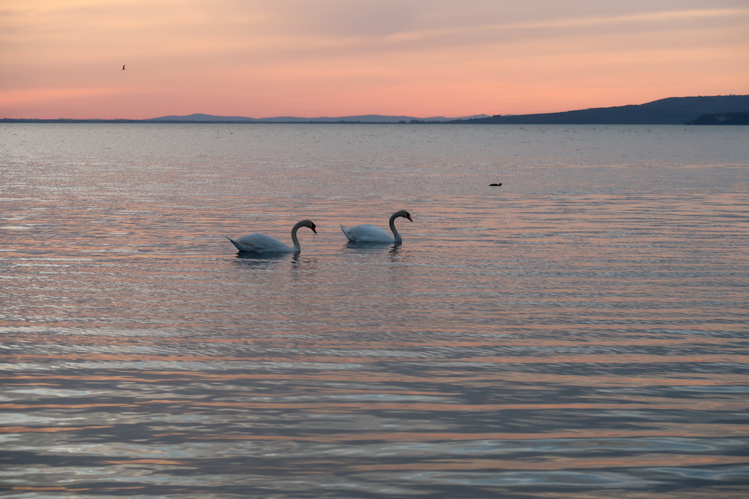 夕色の湖に白鳥トラジメーノ湖_f0234936_23320143.jpg