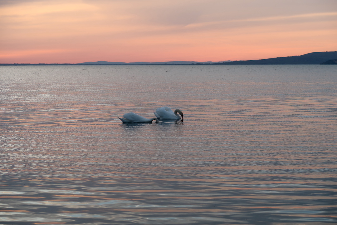 夕色の湖に白鳥トラジメーノ湖_f0234936_23344634.jpg