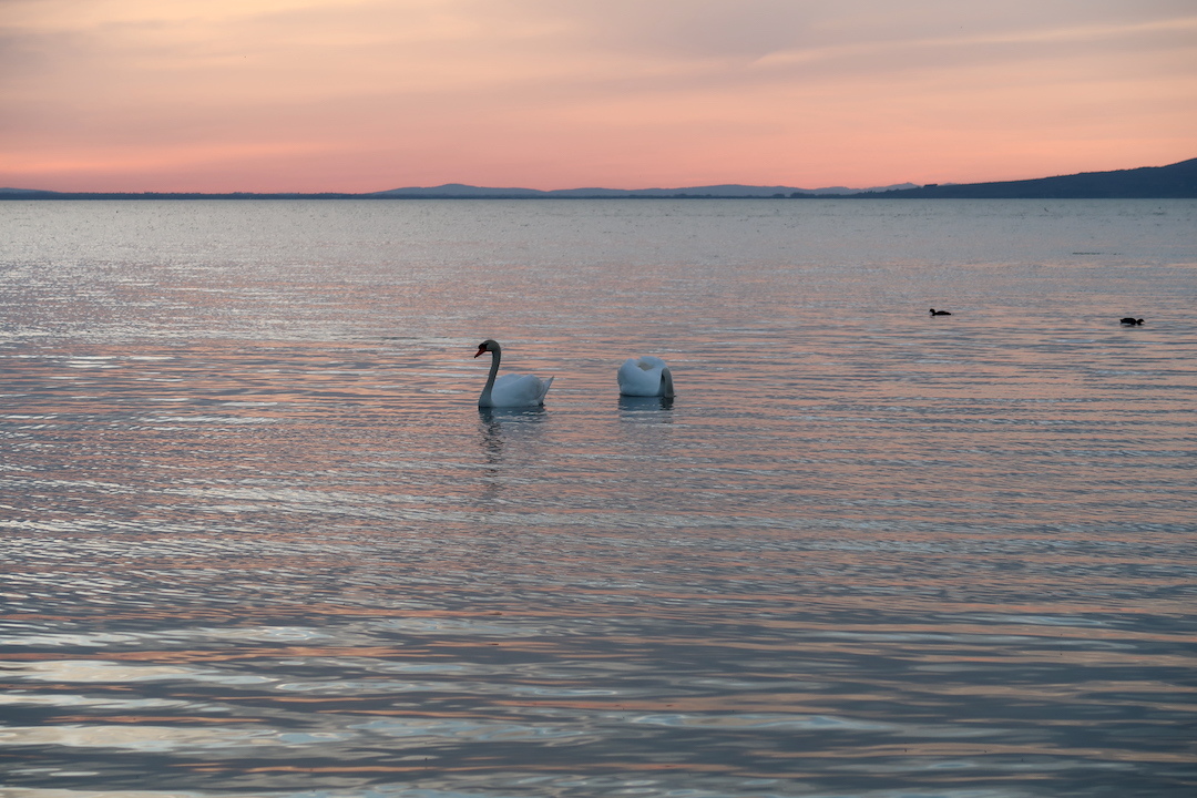 夕色の湖に白鳥トラジメーノ湖_f0234936_23373196.jpg