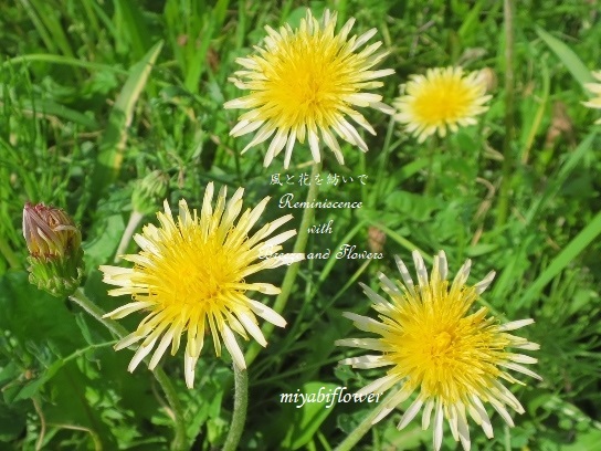 クリーム色のたんぽぽ あなたはだぁれ たんぽぽは魔法の花 追記訂正あり 風と花を紡いで クリーム色のたんぽぽ あなたはだぁれ たんぽぽは魔法の花 追記訂正あり 風と花を紡いで