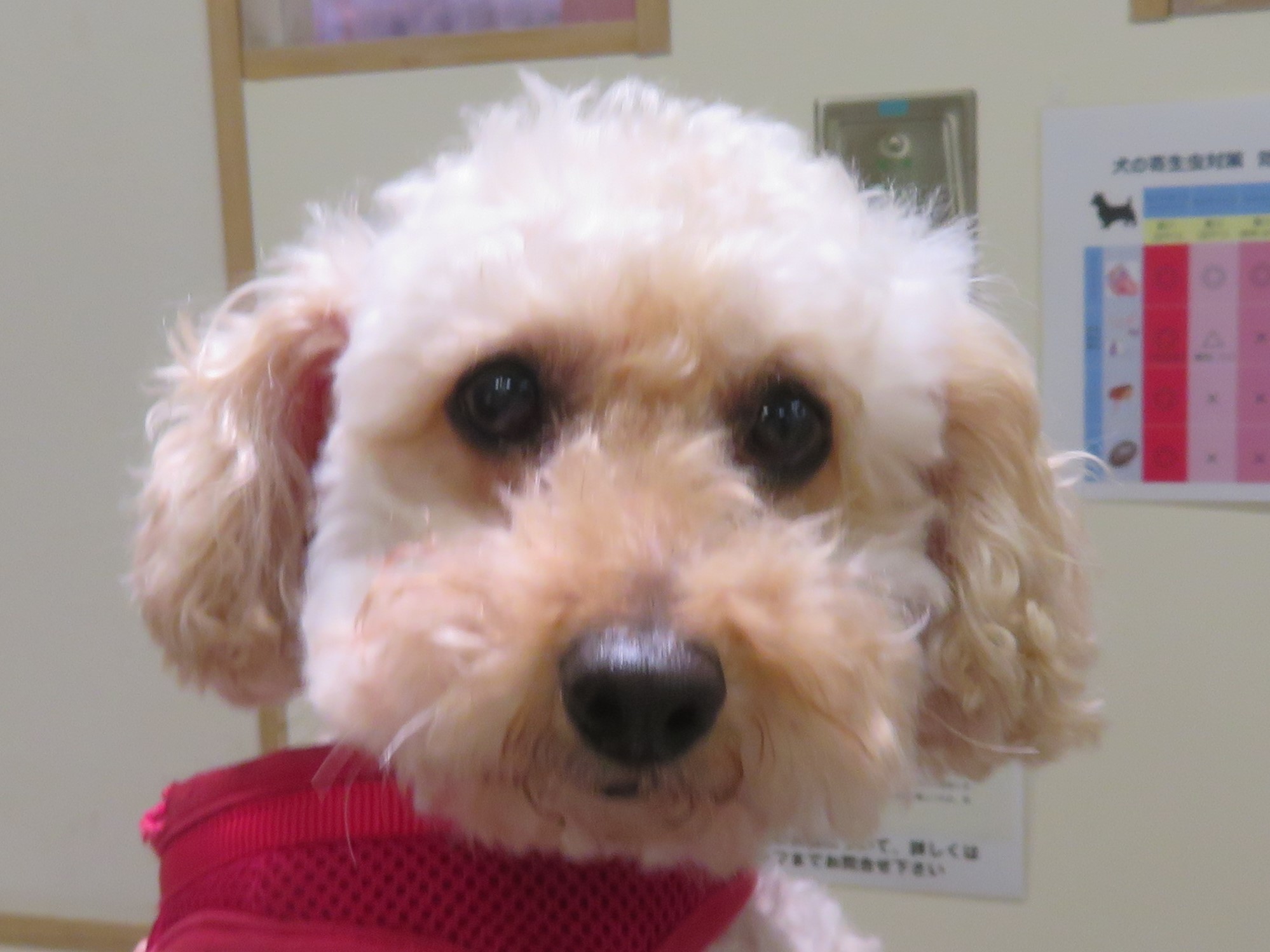 4月 14日の写真_c0174644_09430827.jpg