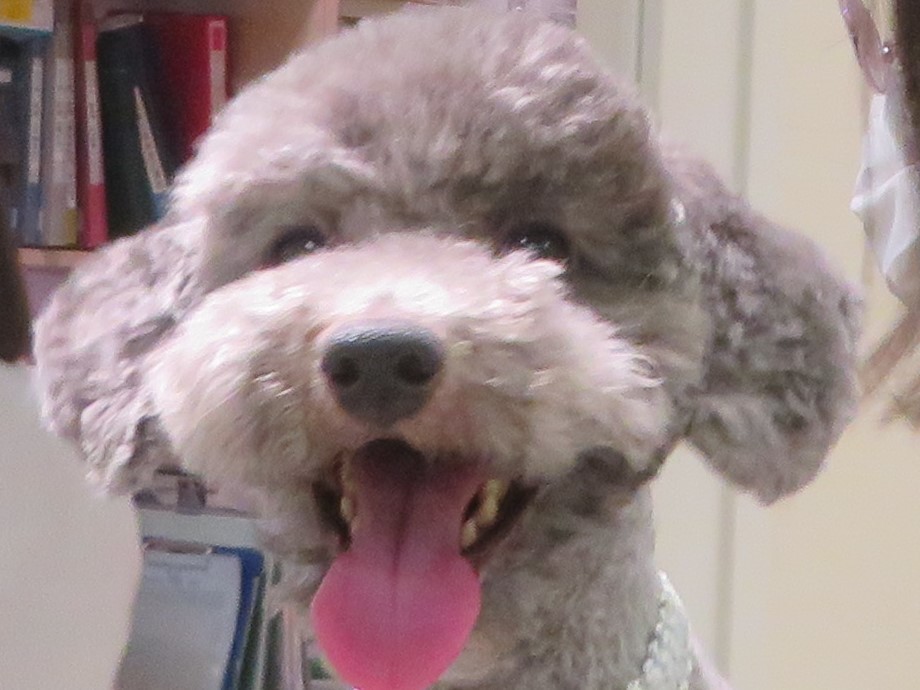 4 月 15 日の写真_c0174644_13393615.jpg
