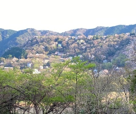 年寄りの花見_b0396150_11425285.jpg