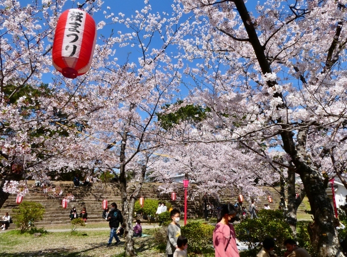 　　2年前の和歌山城公園の桜　　２０２４-０４-１７　００：００_b0093754_23492348.jpg