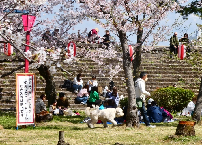 　　2年前の和歌山城公園の桜　　２０２４-０４-１７　００：００_b0093754_23493527.jpg