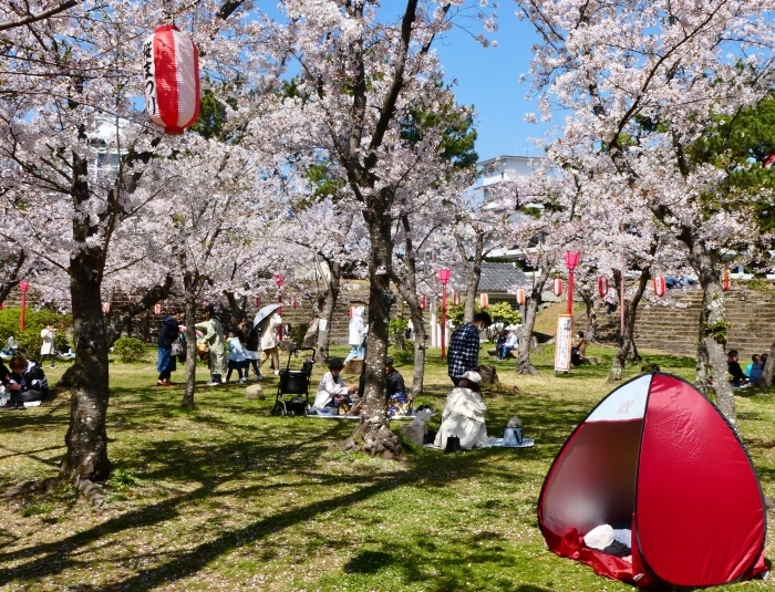 　　2年前の和歌山城公園の桜　　２０２４-０４-１７　００：００_b0093754_23495637.jpg