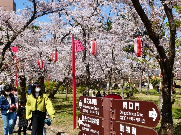 　　2年前の和歌山城公園の桜　　２０２４-０４-１７　００：００_b0093754_23500613.jpg