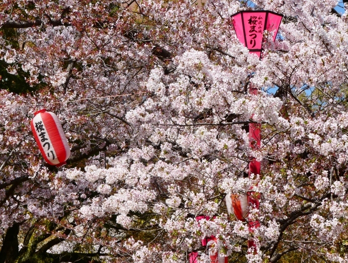 　　2年前の和歌山城公園の桜　　２０２４-０４-１７　００：００_b0093754_23503943.jpg