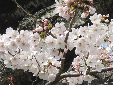 ２０２２年の桜（１）_f0197754_22551334.jpg