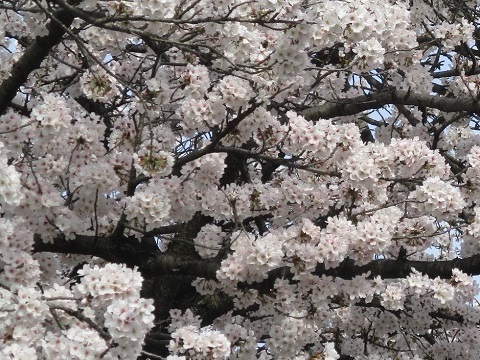 ２０２２年の桜（１）_f0197754_22551986.jpg