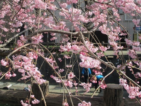２０２２年の桜（１）_f0197754_22552717.jpg