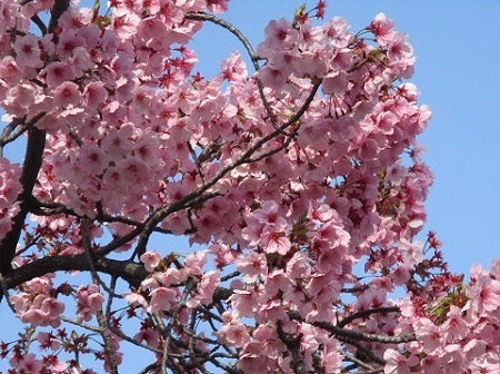 ２０２２年の桜（１）_f0197754_22570605.jpg