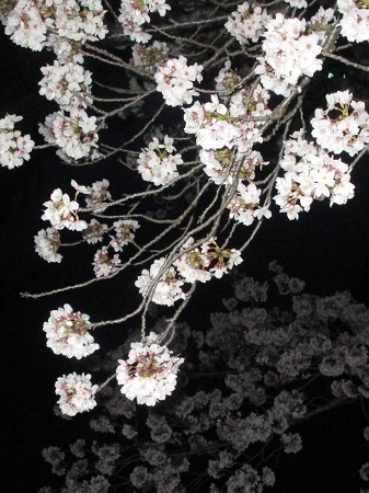 ２０２２年の桜（２）_f0197754_23070951.jpg