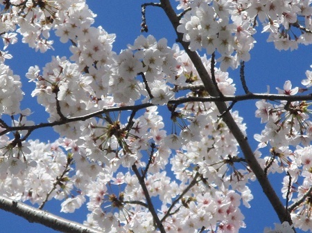２０２２年の桜（３）_f0197754_23130047.jpg