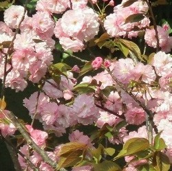 ２０２２年の桜（３）_f0197754_23162653.jpg
