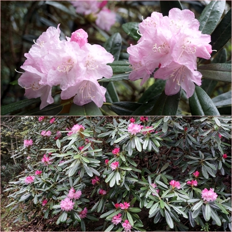 筑紫石楠花
