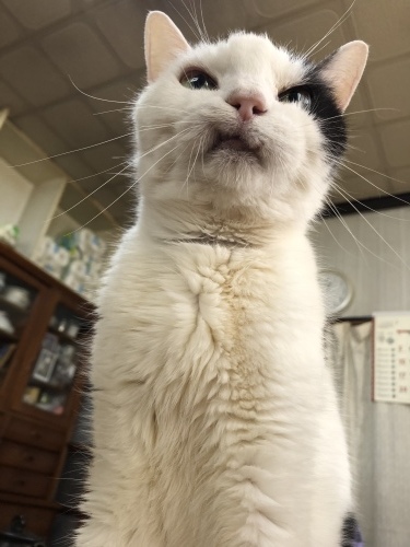 最近の我が家_a0064067_01323498.jpeg
