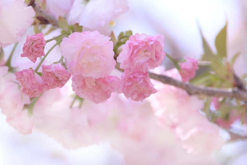 八重桜の季節_e0344574_11101814.jpg