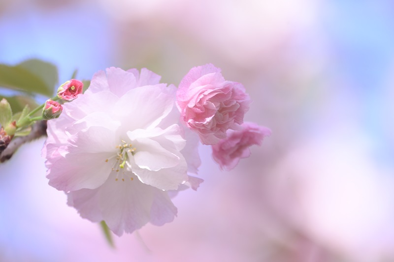八重桜の季節_e0344574_11102686.jpg