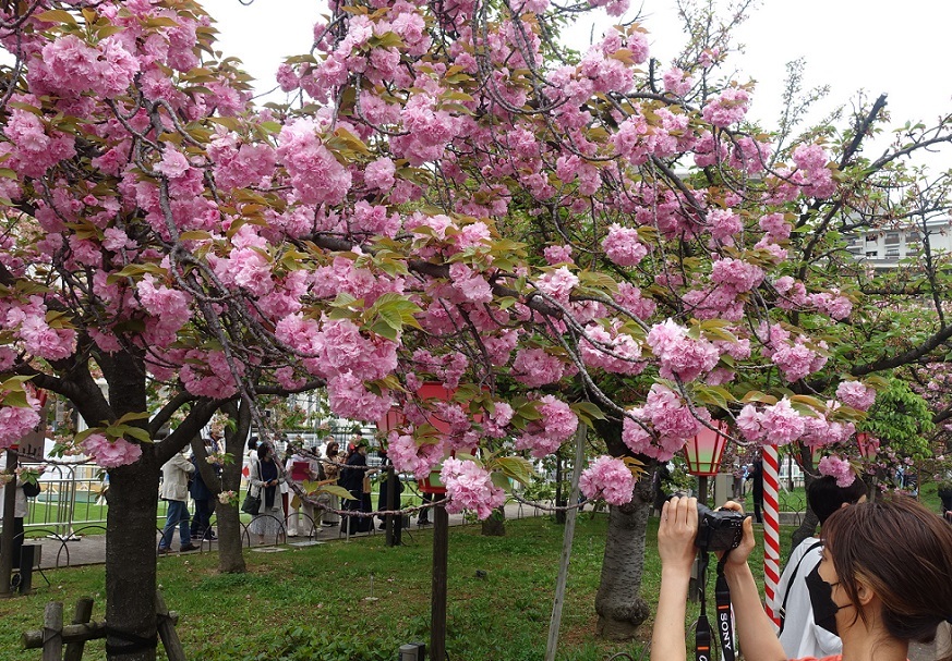 大阪の春の風物詩「大阪造幣局　桜の通り抜け」3年ぶり開催_d0136382_16353673.jpg