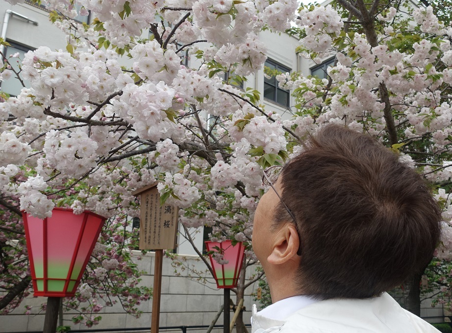 大阪の春の風物詩「大阪造幣局　桜の通り抜け」3年ぶり開催_d0136382_16355139.jpg