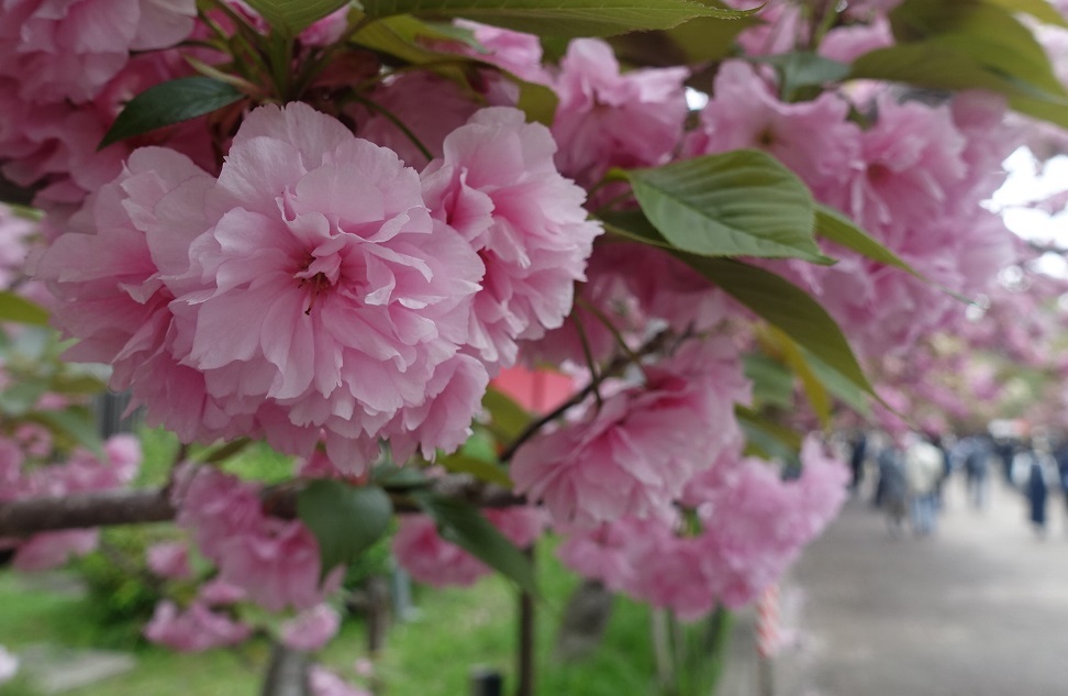 大阪の春の風物詩「大阪造幣局　桜の通り抜け」3年ぶり開催_d0136382_16401175.jpg