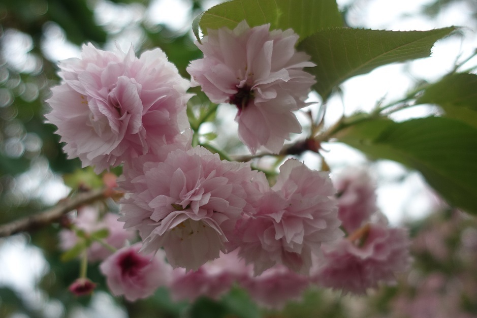 大阪の春の風物詩「大阪造幣局　桜の通り抜け」3年ぶり開催_d0136382_16403832.jpg