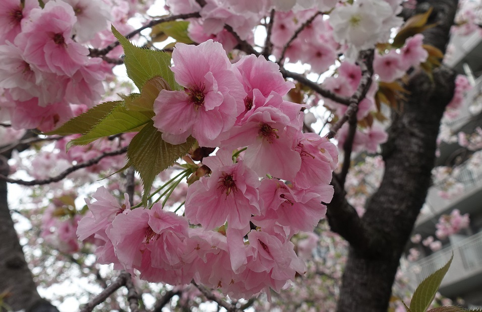 大阪の春の風物詩「大阪造幣局　桜の通り抜け」3年ぶり開催_d0136382_16415957.jpg