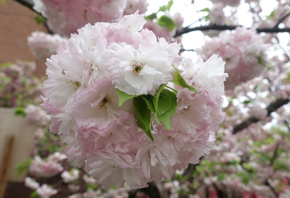 大阪の春の風物詩「大阪造幣局　桜の通り抜け」3年ぶり開催_d0136382_16424866.jpg