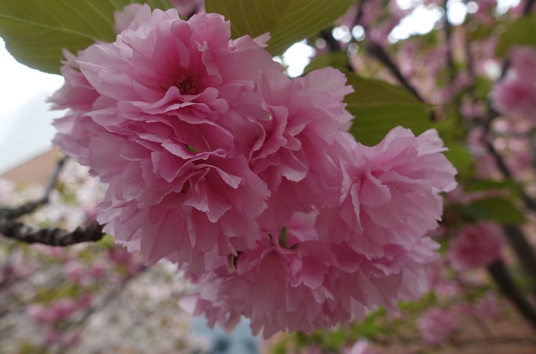 大阪の春の風物詩「大阪造幣局　桜の通り抜け」3年ぶり開催_d0136382_16431662.jpg