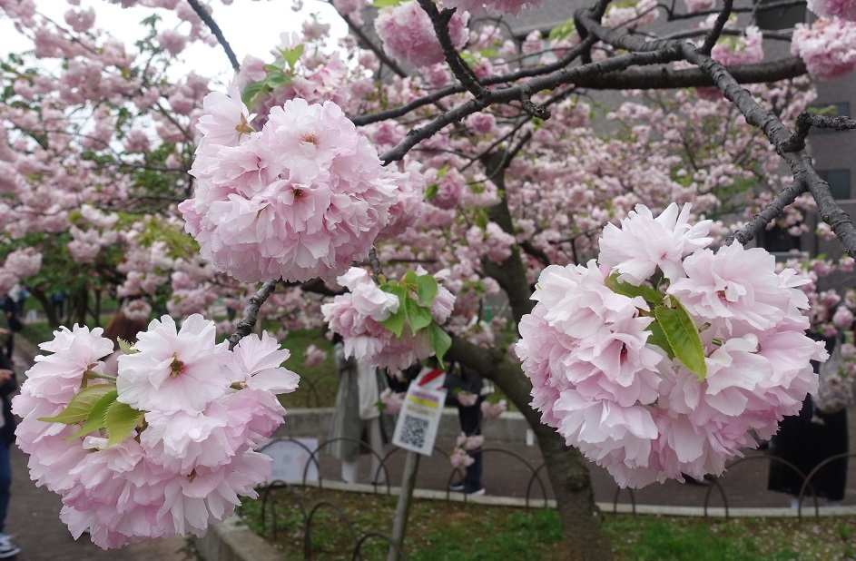 大阪の春の風物詩「大阪造幣局　桜の通り抜け」3年ぶり開催_d0136382_16434370.jpg