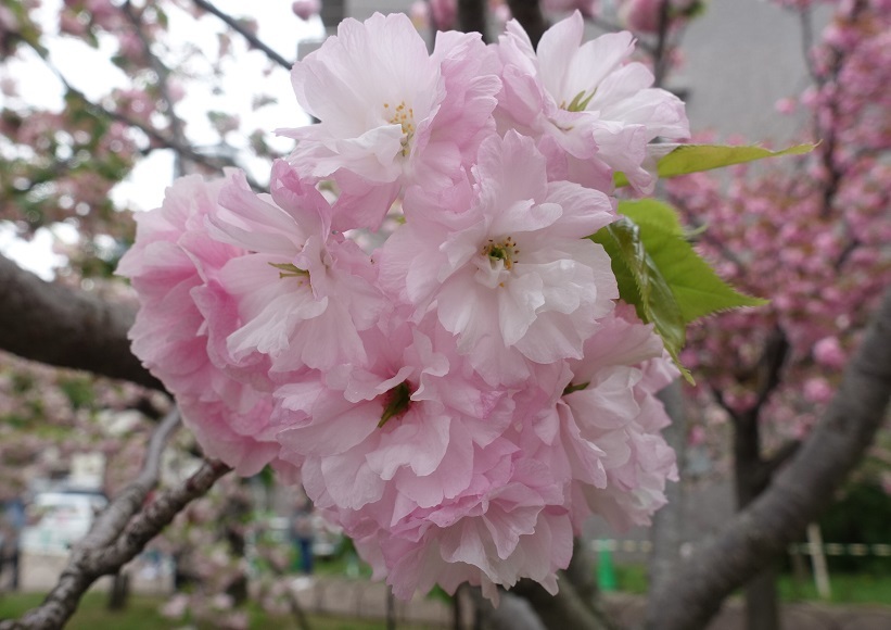 大阪の春の風物詩「大阪造幣局　桜の通り抜け」3年ぶり開催_d0136382_16440557.jpg