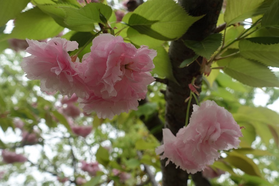 大阪の春の風物詩「大阪造幣局　桜の通り抜け」3年ぶり開催_d0136382_16461525.jpg