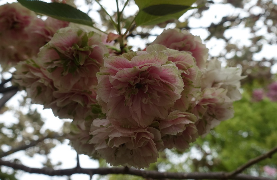 大阪の春の風物詩「大阪造幣局　桜の通り抜け」3年ぶり開催_d0136382_16471660.jpg