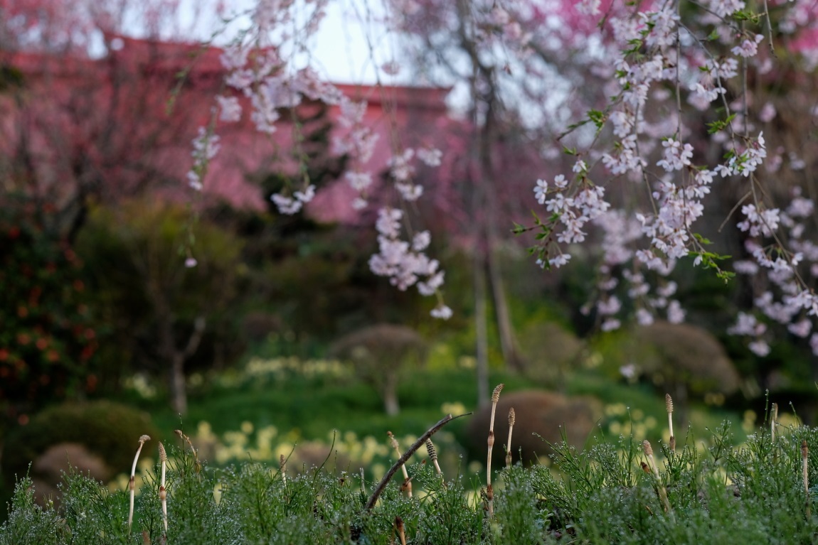 三春滝桜　２０２２・０４・１３撮影_e0143883_15044007.jpg