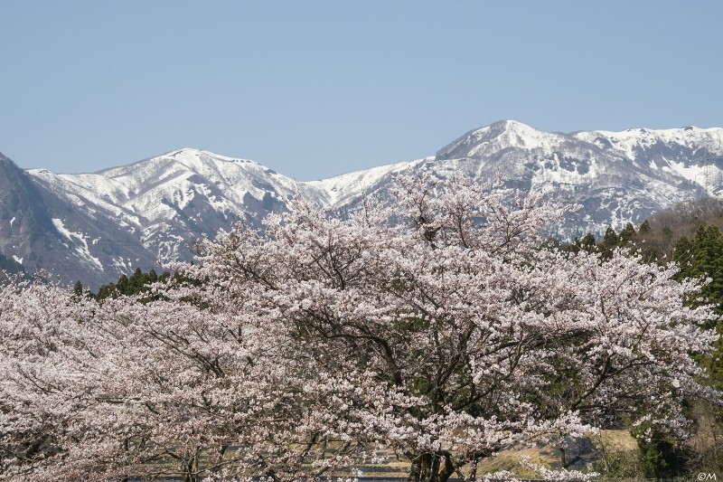 福井桜巡り Ⅱ_a0276584_09303503.jpg
