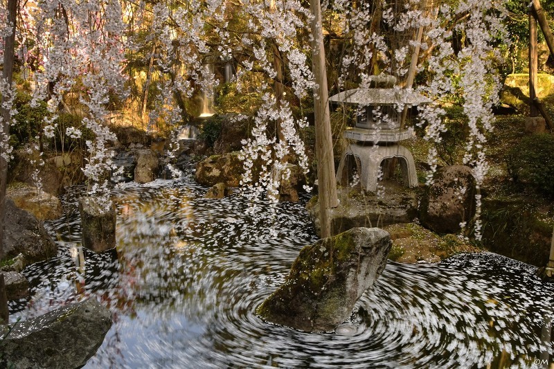 福井桜巡り Ⅱ_a0276584_09371265.jpg