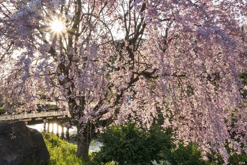福井桜巡り Ⅱ_a0276584_09411550.jpg