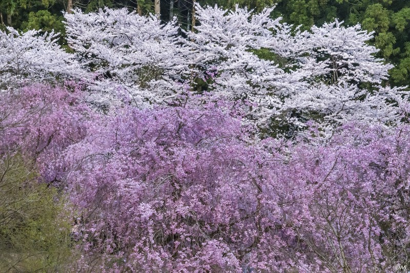 福井桜巡り Ⅱ_a0276584_09473951.jpg