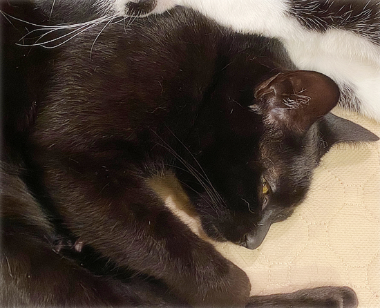 こわい睡眠_a0389088_16254679.jpg