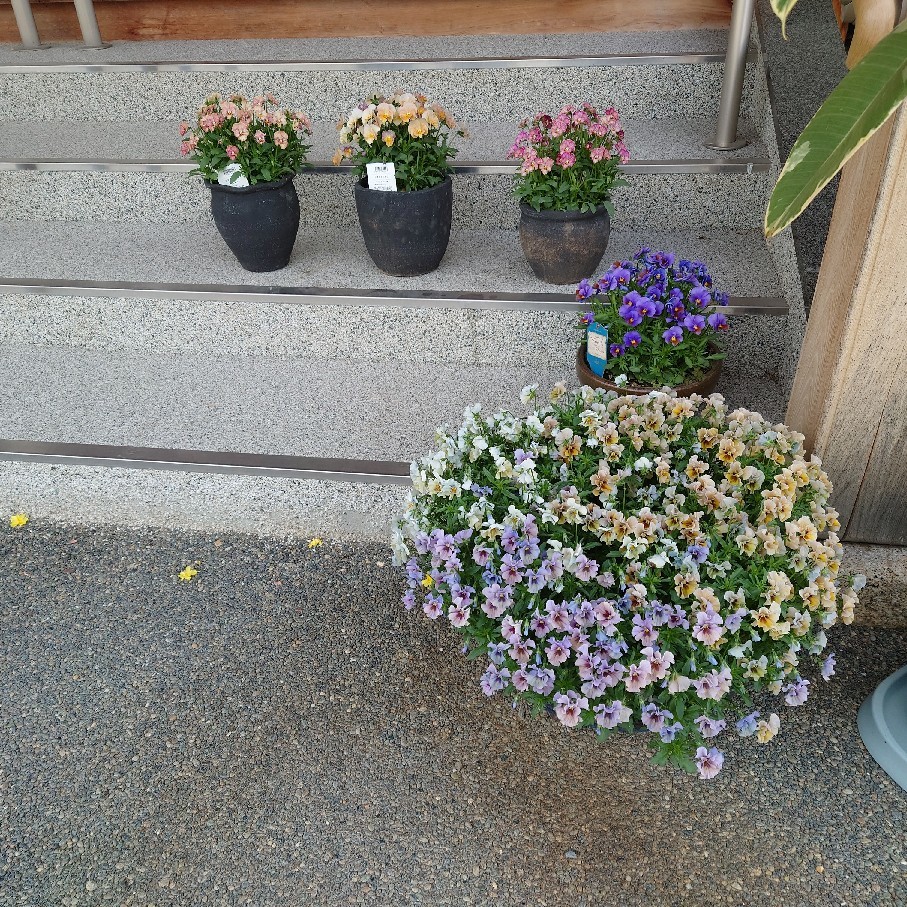 最初に咲いたのはレディヒリンドン&トマトの苗植え_c0404712_10354186.jpg