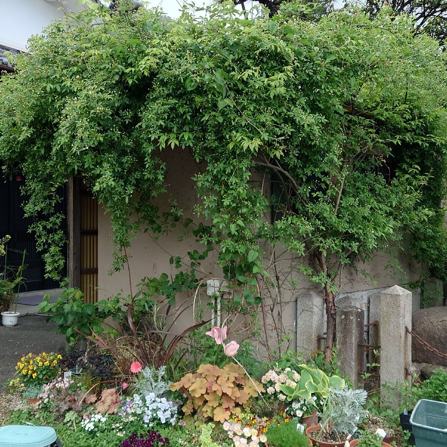 最初に咲いたのはレディヒリンドン&トマトの苗植え_c0404712_10360881.jpg