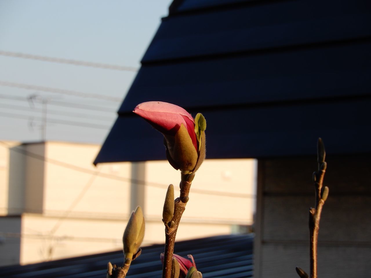ピンクムーン_c0025115_22300791.jpg