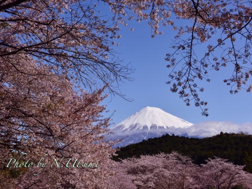 桜旅ー４月５日_d0155021_22062049.jpg