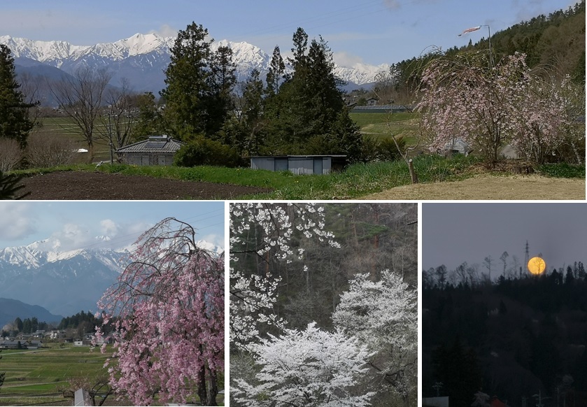 枝垂れ桜_a0212730_23313389.jpg