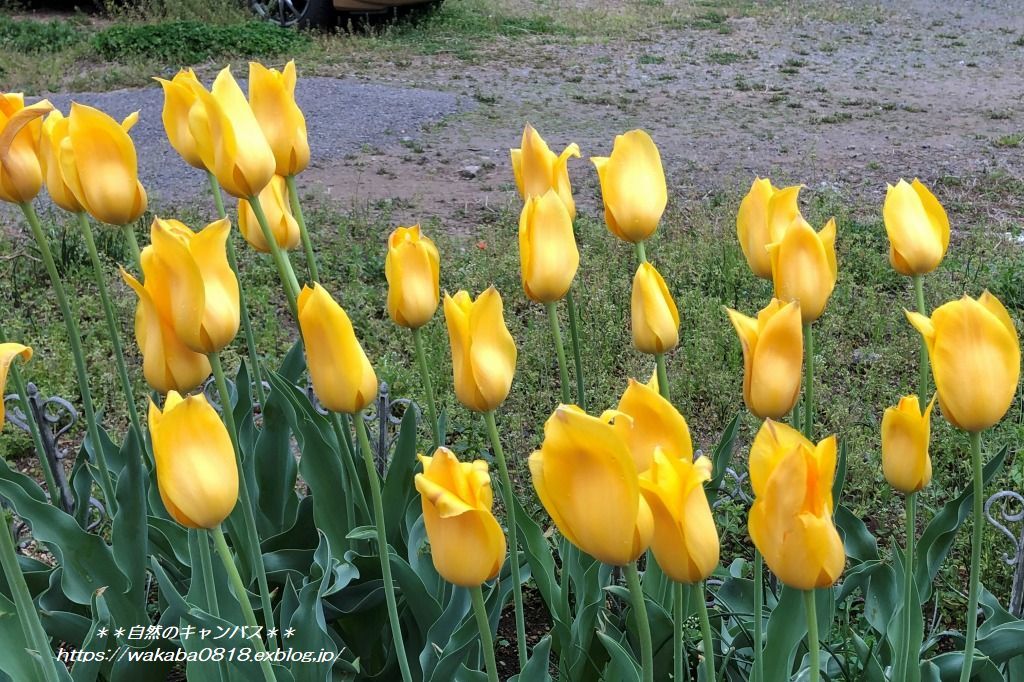 太陽の光で花は輝く 自然のキャンバス