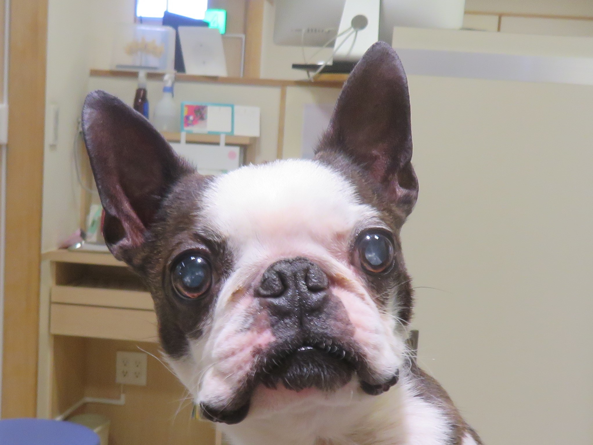 4月 16日の写真_c0174644_13504909.jpg