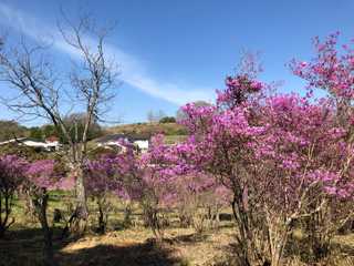 山菜 バンザイ_f0363168_16411846.png