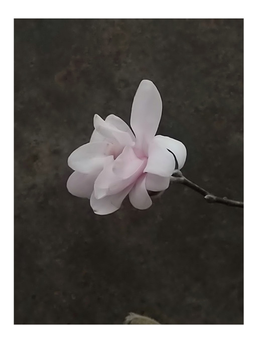 マグノリアと陶器/art farm & garden_b0290469_22092882.jpg