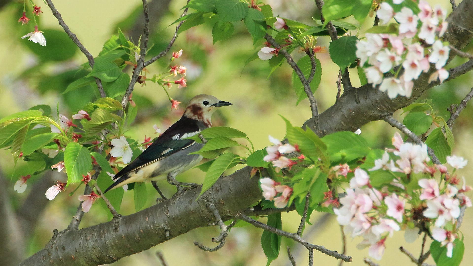 コムクドリ雄もオオシマザクラに！　Male chestnut-cheeked starling with Ohshima cherry blossoms_f0105570_21044284.jpg
